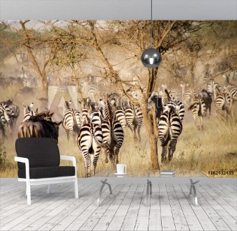 Picture of Zebras and wildebeest during the big migration Serengeti National Park Tanzania